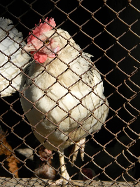 兰的合同期 兰的合同期